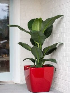 Viva Square Self-Watering Rolling Planter, 20" Diameter, Set Of 2 18 Viva Square Self-Watering Rolling Planter, 20" Diameter, Set Of 2 -Plants And Accessories Shop 3 4 crop 8612930 0032 tif