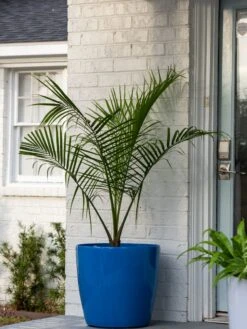 Viva Round Self-Watering Rolling Planter, 20" Diameter, Set Of 2 -Plants And Accessories Shop 3 4 crop 8612933 0024 tif