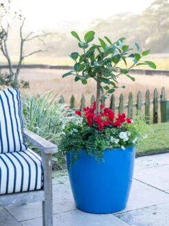 Viva Round Self-Watering Rolling Planter, 20" Diameter, Set Of 2 -Plants And Accessories Shop 3 4 crop 8612933 5312 tif