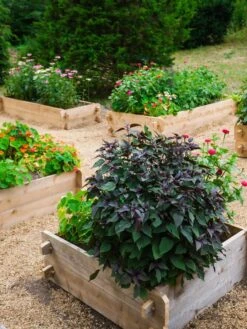 Farmstead Cedar Raised Garden Beds, 3' 10 Farmstead Cedar Raised Garden Beds, 3' -Plants And Accessories Shop 8588143 09V tif