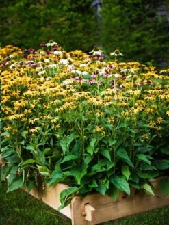 Farmstead Cedar Raised Garden Beds, 2' 17 Farmstead Cedar Raised Garden Beds, 2' -Plants And Accessories Shop 8588144 014V tif