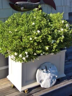 Fairfield Self-Watering Patio Planters, 20” X 36” 11 Fairfield Self-Watering Patio Planters, 20” X 36” -Plants And Accessories Shop 8588417 208V tif