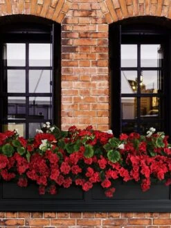 Fairfield Self-Watering Window Box, 5’ 14 Fairfield Self-Watering Window Box, 5’ -Plants And Accessories Shop 8588938 102V tif