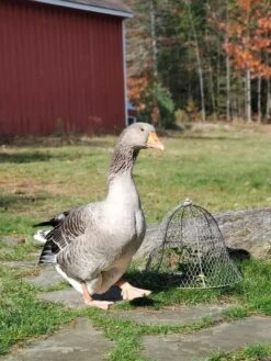 Chicken Wire Cloche -Plants And Accessories Shop 8590210 01IN tif