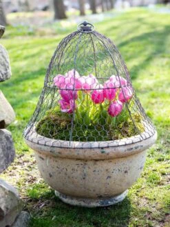 Chicken Wire Cloche -Plants And Accessories Shop 8590210 021 tif