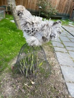 Chicken Wire Cloche -Plants And Accessories Shop 8590210 02CUST tif