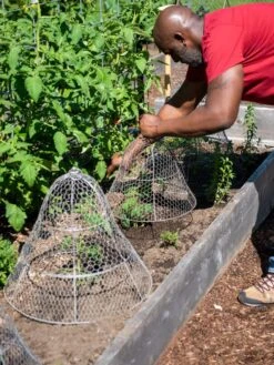 Chicken Wire Cloche With Extension -Plants And Accessories Shop 8590210 0442 tif