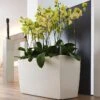 Lechuza® Cararo Rectangular Indoor Planter With Casters -Plants And Accessories Shop 8590295 02v lechuza cararo rectangular indoor planter with casters