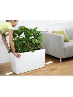 Lechuza® Cararo Rectangular Indoor Planter With Casters -Plants And Accessories Shop 8590295 03v
