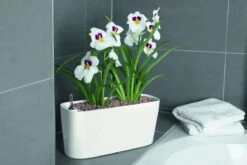 Lechuza® Delta Self-Watering Windowsill Planters -Plants And Accessories Shop 8590298 01V tif