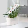 Lechuza® Delta Self-Watering Windowsill Planters 2 Lechuza® Delta Self-Watering Windowsill Planters -Plants And Accessories Shop 8590298 03V tif