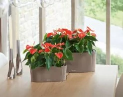 Lechuza® Delta Self-Watering Windowsill Planters -Plants And Accessories Shop 8590298 04V tif