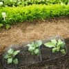 3-in-1 Chicken Wire Cloche 1 3-in-1 Chicken Wire Cloche -Plants And Accessories Shop 8592117 5598 1 chicken wire cloche 3 in 1 tif