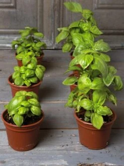 Organic Self-Watering Potting Mix, 20 Qts. -Plants And Accessories Shop 8592212 3979 001E tif 3