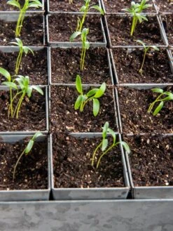 Seed Starting Mix, 9 Qts. 12 Seed Starting Mix, 9 Qts. -Plants And Accessories Shop 8592212 6177