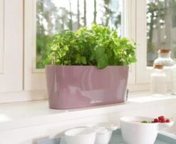 Lechuza® Delta Self-Watering Windowsill Planters -Plants And Accessories Shop 8592361 01V tif