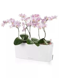 Lechuza® Delta Self-Watering Windowsill Planters -Plants And Accessories Shop 8592361 02V tif