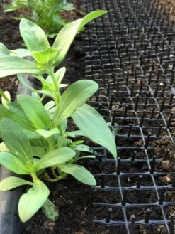 Cat Scat Mat -Plants And Accessories Shop 8592448 03CUST tif