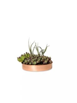 Extra Small Round Copper Plant Tray, 8" -Plants And Accessories Shop 8593528 2909 tif