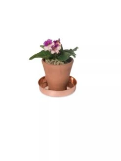 Extra Small Round Copper Plant Tray, 8" -Plants And Accessories Shop 8593528 2922 tif