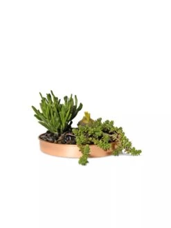 Small Round Copper Plant Tray, 10" -Plants And Accessories Shop 8593529 2908 tif