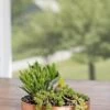 Small Round Copper Plant Tray, 10" -Plants And Accessories Shop 8593529 4520 tif