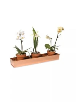 Rectangular Copper Plant Tray, 18"x4" -Plants And Accessories Shop 8593532 2890 tif