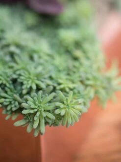 Tall Rectangular Copper Plant Tray, 18" X 5" X 4" 9 Tall Rectangular Copper Plant Tray, 18" X 5" X 4" -Plants And Accessories Shop 8593534 4601 tif