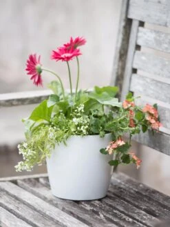 Viva Round Self-Watering Planter, 7" Diameter 10 Viva Round Self-Watering Planter, 7" Diameter -Plants And Accessories Shop 8595222 1139 tif