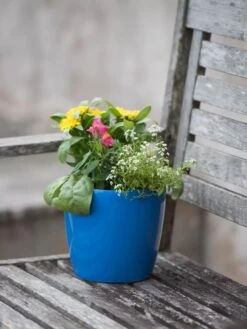 Viva Round Self-Watering Planter, 7" Diameter 9 Viva Round Self-Watering Planter, 7" Diameter -Plants And Accessories Shop 8595222 1143 tif