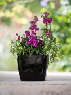 Viva Square Self-Watering Planter, 7" Diameter -Plants And Accessories Shop 8595223 1107 tif