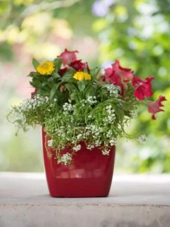 Viva Square Self-Watering Planter, 7" Diameter -Plants And Accessories Shop 8595223 1111 tif