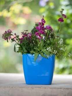 Viva Square Self-Watering Planter, 7" Diameter -Plants And Accessories Shop 8595223 1113 tif