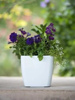 Viva Square Self-Watering Planter, 7" Diameter -Plants And Accessories Shop 8595223 1118 tif