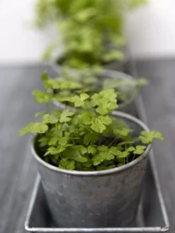 Galvanized Herb Planters With Rectangular Tray -Plants And Accessories Shop 8595903 advice 1777 tif