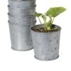 Galvanized Planting Cups, Set Of 5 -Plants And Accessories Shop 8596104 9899 tif