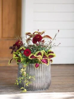 Galvanized Ribbed Planters 8 Galvanized Ribbed Planters -Plants And Accessories Shop 8597435 1693 tif