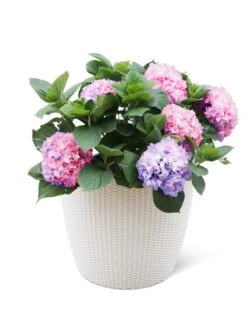 Weave Self-Watering Round Planter, 17" White -Plants And Accessories Shop 8598372 3002 tif