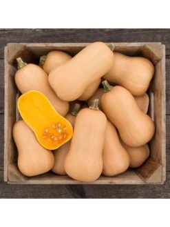 Brulee Butternut Squash Organic Seeds -Plants And Accessories Shop 8599867 01v