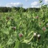 Field Peas, Oats And Vetch Mix Organic Seeds 1 Field Peas, Oats And Vetch Mix Organic Seeds -Plants And Accessories Shop 8599874 01V tif