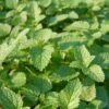 Lemon Balm Organic Seeds 2 Lemon Balm Organic Seeds -Plants And Accessories Shop 8599880 01V tif