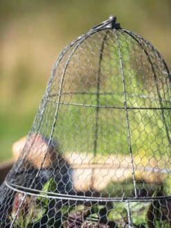 Chicken Wire Cloche With Extension -Plants And Accessories Shop 8600116 0607 tif