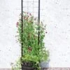 Gardener’s Victory Self-Watering Planter With Vine Trellis -Plants And Accessories Shop 8600177 05490 tif