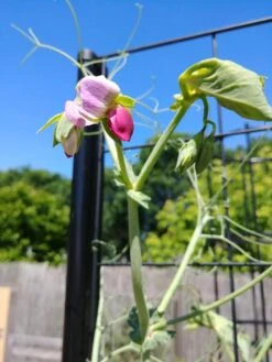 Gardener’s Victory Self-Watering Planter With Vine Trellis -Plants And Accessories Shop 8600177 6588 tif 1