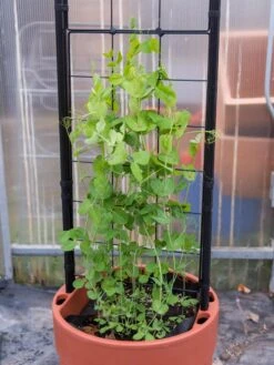 Gardener’s Victory Self-Watering Planter With Vine Trellis -Plants And Accessories Shop 8600178 5000 tif