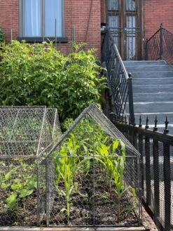 Chicken Wire Crop Coop -Plants And Accessories Shop 8609080 02CUST tif