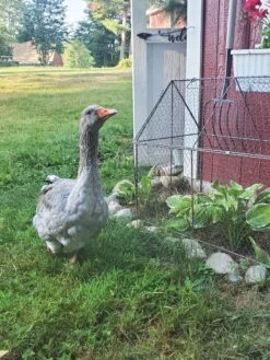 Chicken Wire Crop Coop -Plants And Accessories Shop 8609080 02IN tif