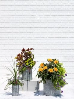 Metal Bucket Planters 11 Metal Bucket Planters -Plants And Accessories Shop 8609085 0852 tif