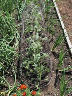 Chicken Wire Row Cloche Expandable Extra Large 3N1 12 Chicken Wire Row Cloche Expandable Extra Large 3N1 -Plants And Accessories Shop 8609412 5903 tif