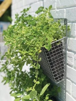 Wire Wall Pockets Vertical Gardens 10 Wire Wall Pockets Vertical Gardens -Plants And Accessories Shop 8609429 9500 tif